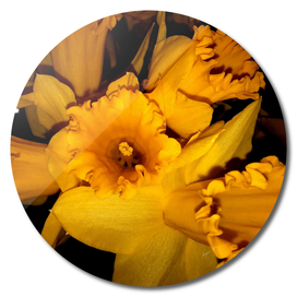 Daffodils LG01