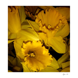 Daffodils LG03