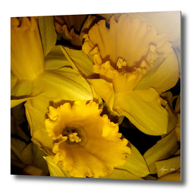 Daffodils LG03
