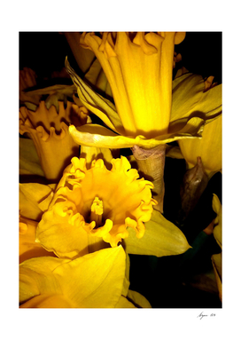 Daffodils LG02