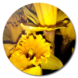 Daffodils LG02