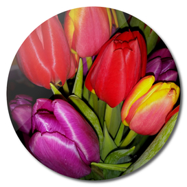 Tulips LG01