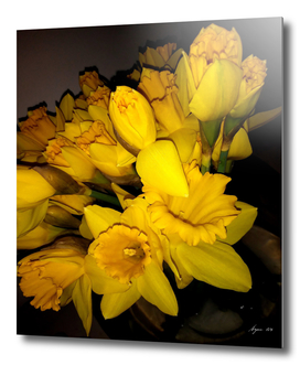 Daffodils LG04