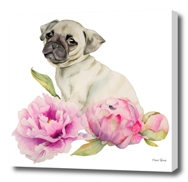 Pug and Peonies | Watercolor Illustration