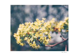 Yellow Linden Flower Branch Blooming Summer