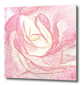 Summer Rose Pencil on White