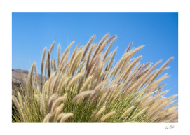 Foxtails on a Hill