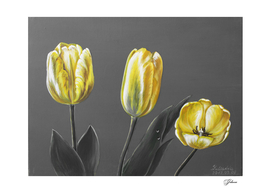 yellow tulips with grey