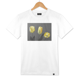 yellow tulips with grey