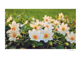 Dahlia White Flowers Outdoors Flowerbed Solar Rays