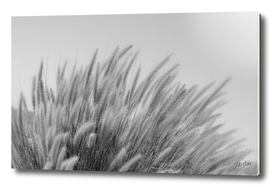 Foxtails on a Hill in Black and White