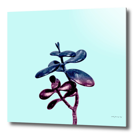 Galaxy Succulent Plant