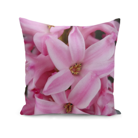 pink hyacinth flower