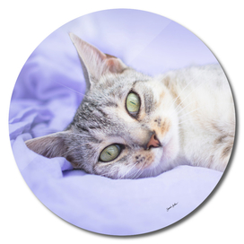 Silver tabby cat on purple blanket