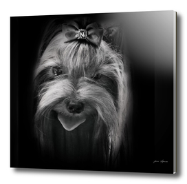 graceful creation portrait  Yorkshire terrier close-up