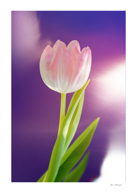 Pink tulip flower over ultra violet background