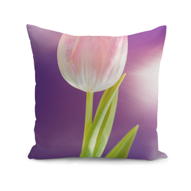 Pink tulip flower over ultra violet background