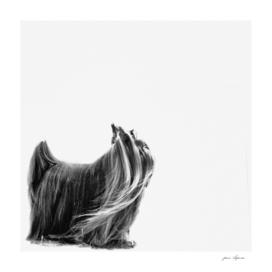 graceful creation portrait  Yorkshire terrier