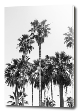 Sabal palmetto Palm Trees II