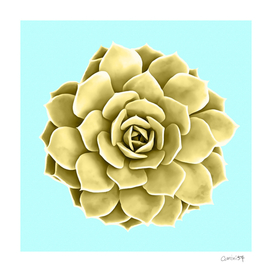 Yellow Succulent Plant on Teal Wall