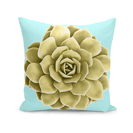 Yellow Succulent Plant on Teal Wall