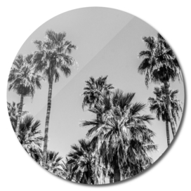 Sabal palmetto Palm Trees I