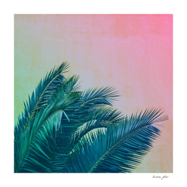 Palm Trees III