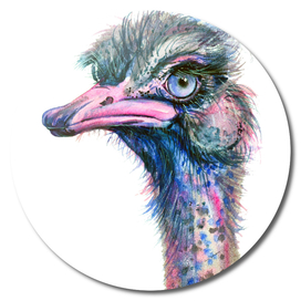 Blue-eyed Ostrich