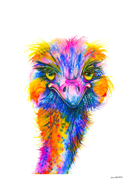 Rainbow Ostrich
