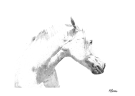 White Horse Profile