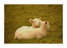 Lamb pair 01