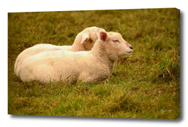 Lamb pair 02