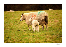 Sheep Lamb 01