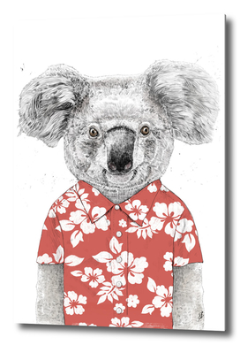 Summer koala