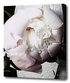 Vintage Blush Peony Bloom