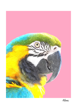 Macaw Portrait Pink Background