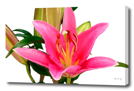 Lilium-Lily flower