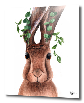 Rabbit and Eucalyptus