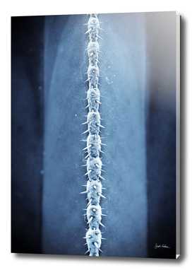 Blue Cactus Spine and Needles