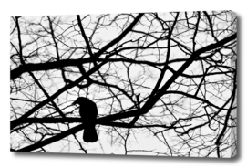 Crow in Abstract Tree Branches