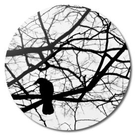 Crow in Abstract Tree Branches