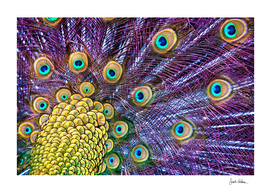 Vibrant Peacock Plumage
