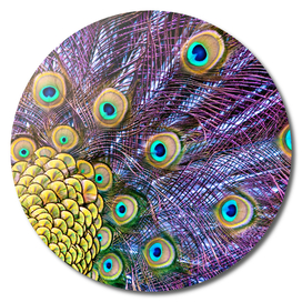 Vibrant Peacock Plumage