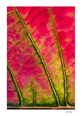 Pink and Green Leaf close-up