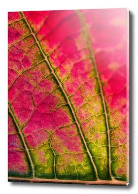 Pink and Green Leaf close-up