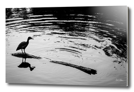 Whistling Duck on a Log in Black and White