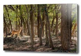 Whitetail Deer in Sunny Forest