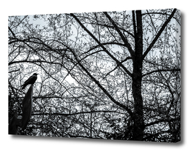Crow in Abstract Tree Branches 2