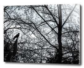 Crow in Abstract Tree Branches 2