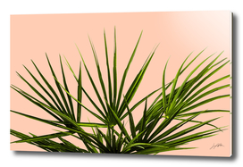 Palm Life - Pastel